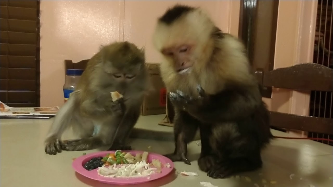 monkeys dating