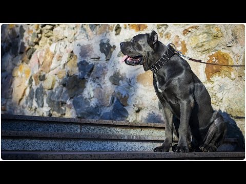 cane-corso-looks-impressive-in-extra-wide-leather-dog-collar-with-spikes---top-paw-style