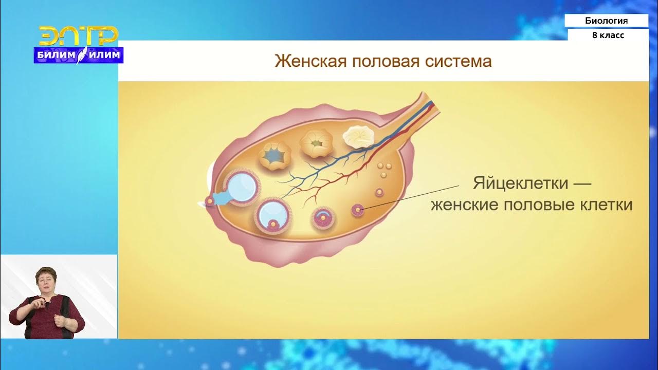 Женская половая система 8 класс. Биология 8 класс размножение. Размножение человека 8 класс. Урок биологии размножение человека. Биология 8 класс размножение человека.