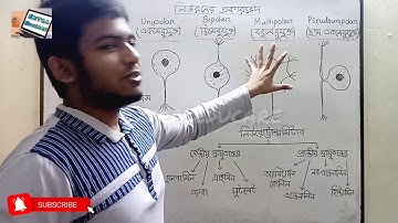 স্নায়ুতন্ত্র, নিউরন, নিউরোগ্লিয়া, নিউরোট্রান্সমিটার | পর্ব ১ | ৮ম অধ্যায়ঃ সমন্বয় ও নিয়ন্ত্রণ