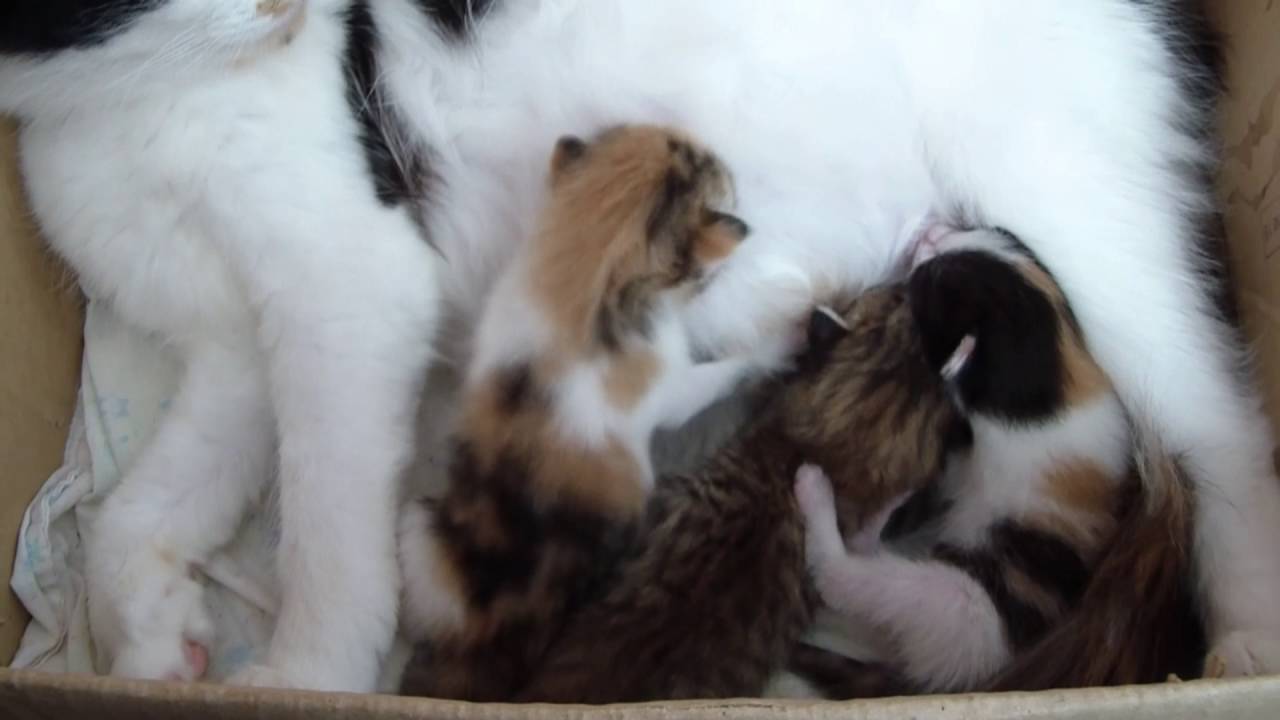 Какие котята родятся у трехцветной кошки. Новорожденные котята трехцветные. Трехцветная кошка с котятами. Трехцветная кошка родила котят. Новорождённые котята у трёхцветной кошки.