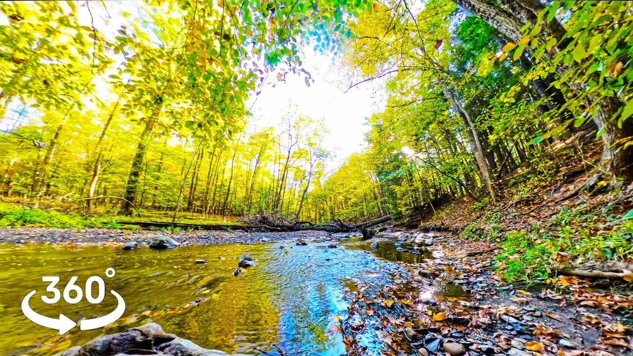 8K 360° VR Woodland Stream & Birdsong | Relaxing Forest Ambience & Flowing Water | Nature Sounds