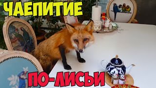 видео: ЛИ СЯО. Алиса - Лиса. Алиса приглашает всех на чаепитие. Охота Макса на лягушек. Забавные моменты. картинка: ЛИ СЯО. Алиса - Лиса. Алиса приглашает всех на чаепитие. Охота Макса на лягушек. Забавные моменты.