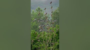 وما لنا ألا نتوكل على الله/تلاوة خاشعة جميلة بصوت القاري طارق محمد/طبيعة وطيور جودة عالية