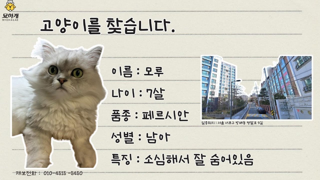 [실종동물찾기]페르시안 모루를 찾습니다.  (서울 서초구 방배동 실종동물 방송)