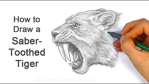How to Draw a Saber Toothed Tiger Smilodon