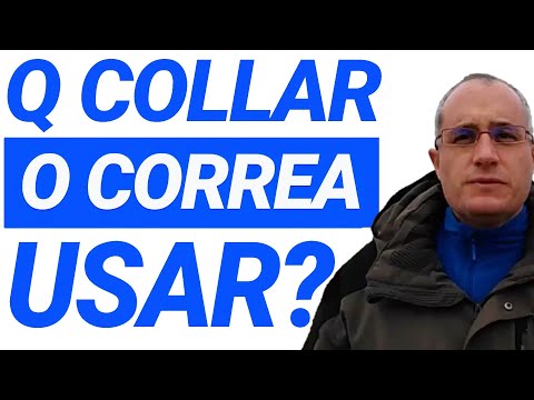Qué COLLAR o CORREA usar para adiestrar a mi perro❓