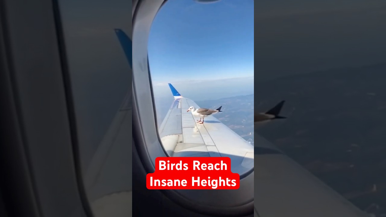 7 самых высоких полетов птиц, когда-либо зафиксированных!