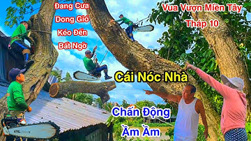 Chấn Động Ầm Ầm Dong Gió Cực Mạnh Vua Vượn Cưa Mé Cây Còng Cạnh Nhà Sông Quá Mạo Hiểm