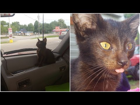 a-family-found-this-crying-kitten-while-camping-and-when-they-picked-him-up,-they-were-horrified
