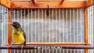 Burung kolibri sangihe khas sulawesi utara #kicaumania
