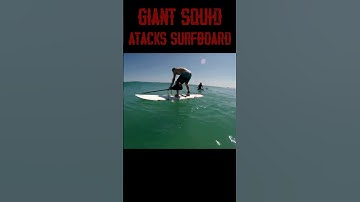 Giant Squid ATACKS Surfboard #shorts