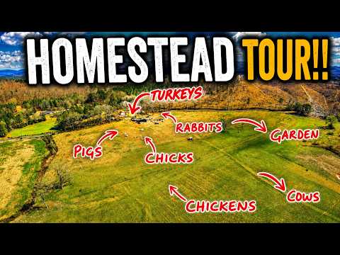Our Homestead Six Months In: What Actually Worked
