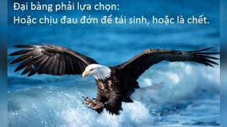 Bạn có dám sống như con đại bàng này không?