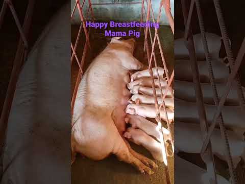 So healthy piglets! Enjoy breastfeeding.