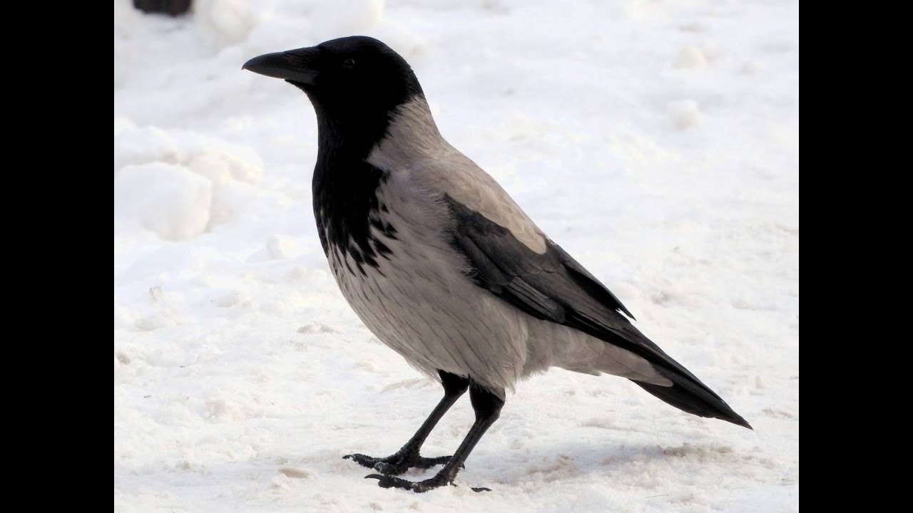 Серая ворона(лат. Corvus cornix)