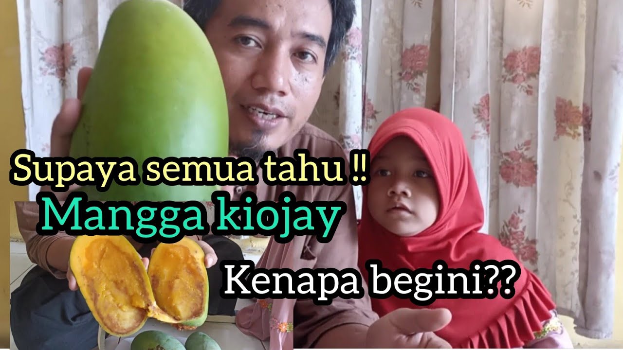 WAJIB TAHU !! BANYAK YANG KECEWA SETELAH TAHU BUAH MANGGA KIOJAY || mangga kiojay