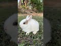 Lovely bunny