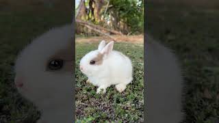 Lovely bunny
