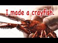 I made a crayfish model.