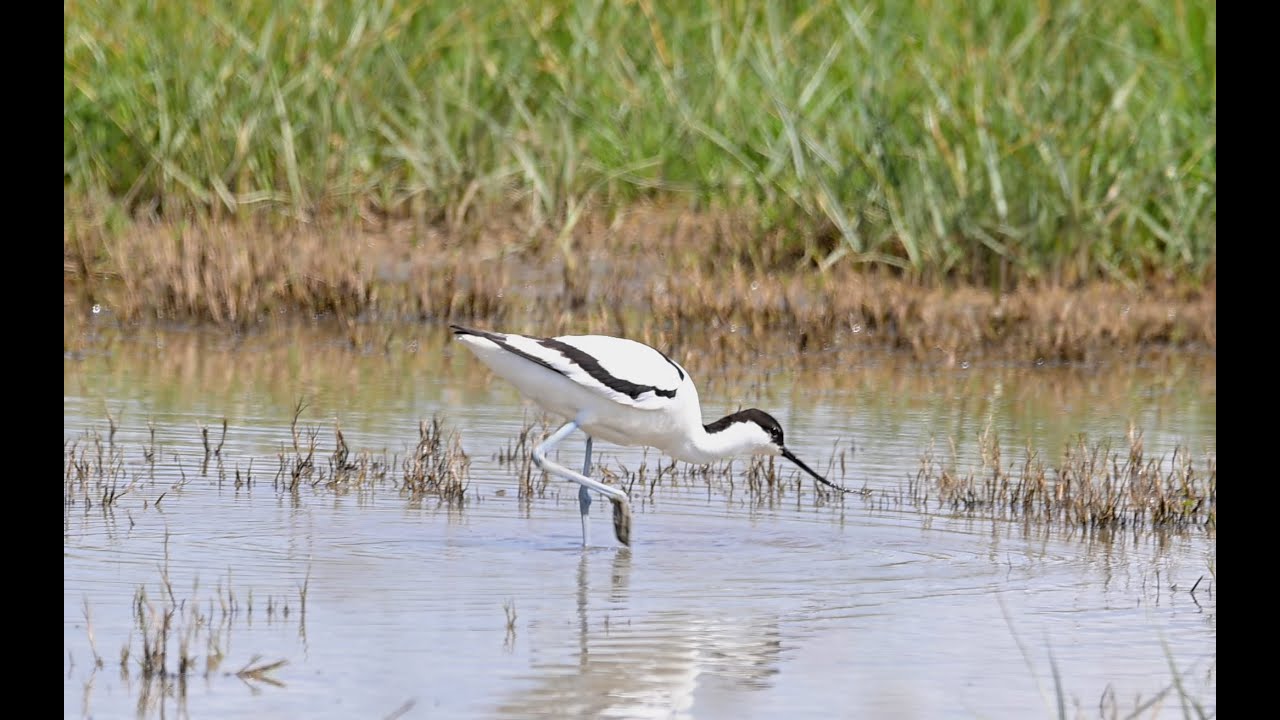 Avoceta común (Recurvirostra avosetta)