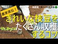 【枝豆の育て方】種まきから摘芯・植え付けまで解説!害虫対策できれいな枝豆をたくさん収穫する方法【有機農家直伝!無農薬で育てる家庭菜園】 22/5/14