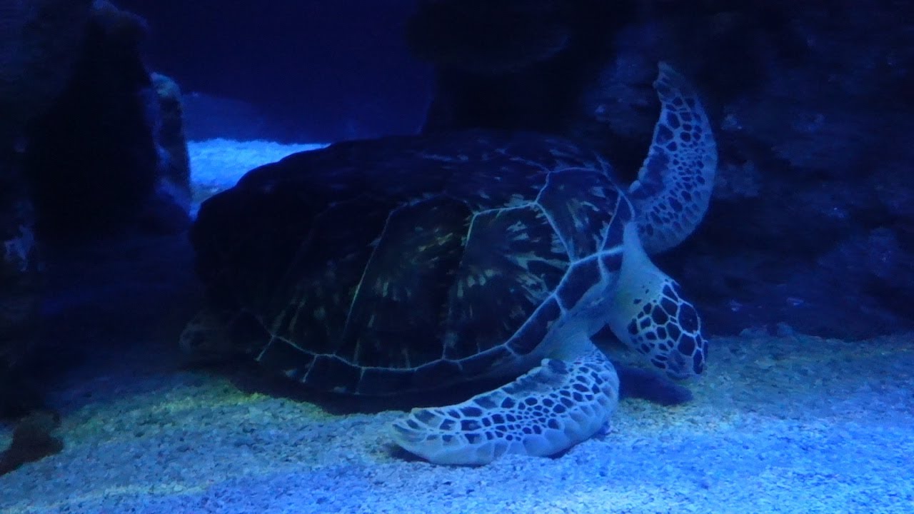 Turtle Chilling Green Sea Turtle Chilling On Bottom | Eel And Puffer Swimming In Huge ...