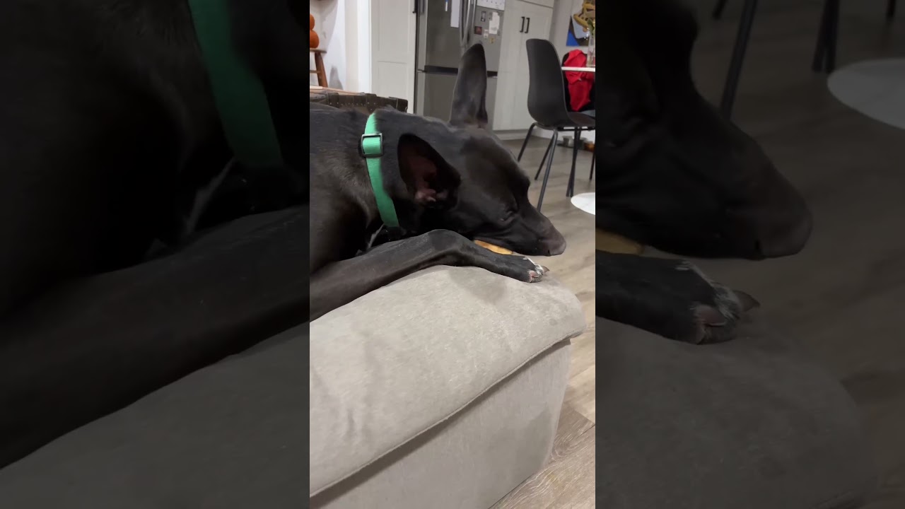 Ozzy’s face! 😂😭 