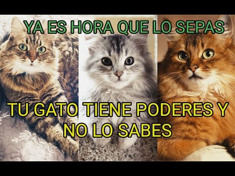 Video: Colores De Gato Que Traen Felicidad Y Buena Suerte