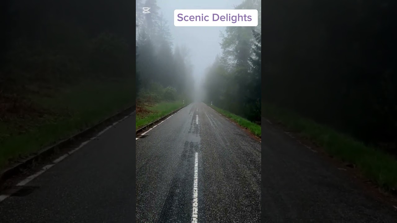 Walking Through a Foggy Road covered with trees🌫️🌳 | Soothing Misty Morning Ambience 