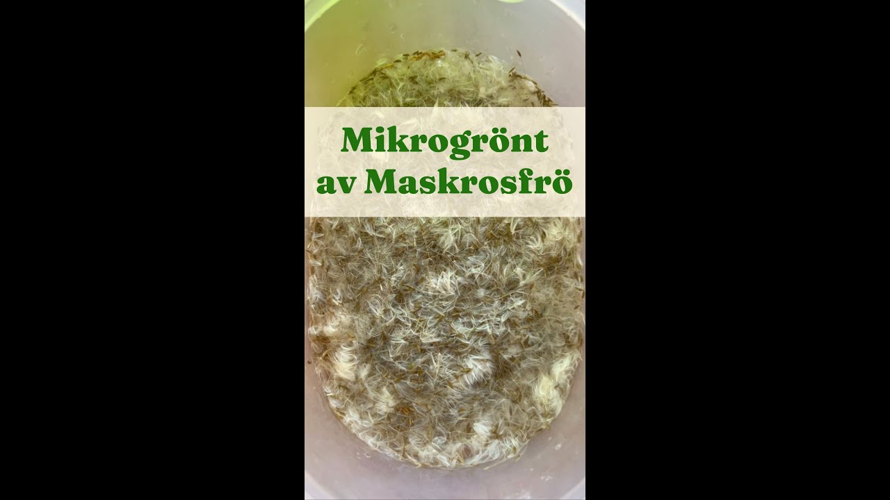 Mikrogrönt av maskrosfrö - YouTube