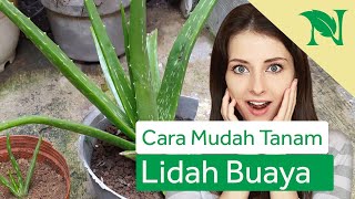 Cara Menanam Lidah Buaya Dengan Mudah Di Rumah