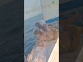 ​Incredible Sea Discovery! 🪼 What’s Hiding Under Our Yacht? | Что мы нашли под яхтой? #яхтинг