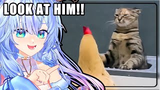 Bro is CONFRONTATIONAL | Miifuyu Reacts to UNUSUAL MEMES COMPILATION V282
