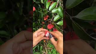 Sweetly Satisfying The Joy Of Fresh Lycheestropical Delights Fresh Lychees Straight From