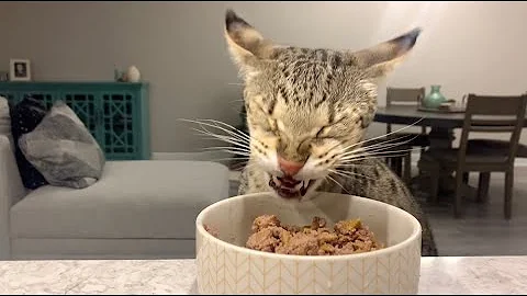 Watch the video about Big Cat Kumba Crunches And Purrs/ ASMR