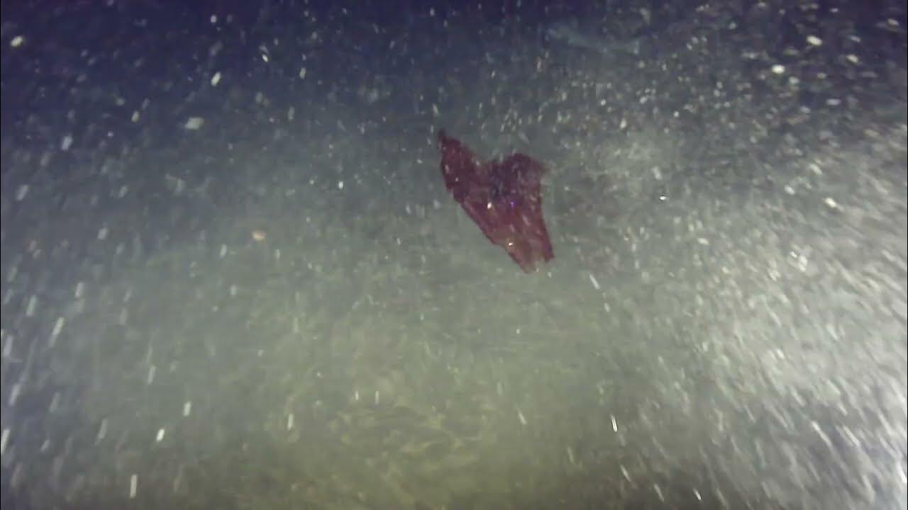 Bloodybelly Comb Jelly YouTube