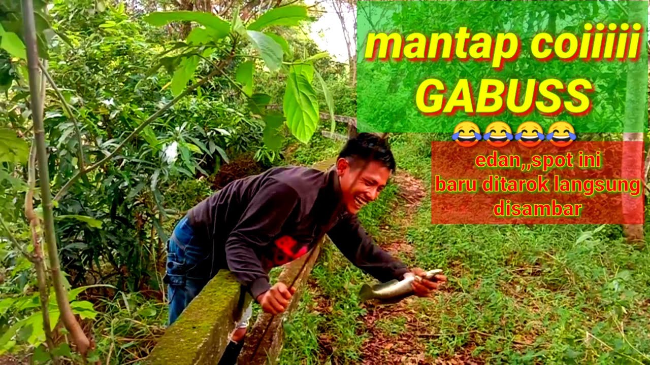 mantap!!..Mancing pakai umpan sosis langsung dimakan {Toyeng Channel