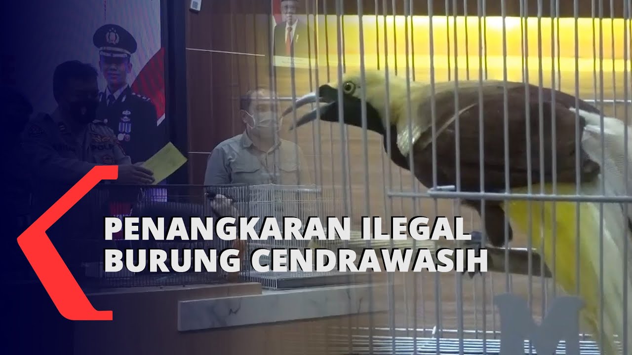Polisi Gerebek Penangkaran Ilegal Burung Cendrawasih
