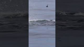 Killer whale attack 😱🎯 #shorts #shortvideo #wildlife #attack #killerwhales #orcas Wealth
