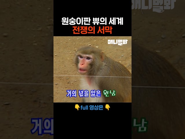 싸늘하다 #애니멀봐 #shorts
