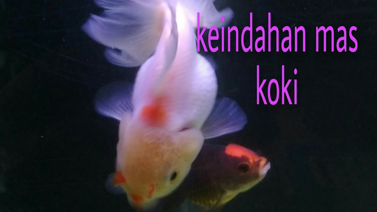 Keindahan ikan mas koki ikanmaskoki ikan YouTube