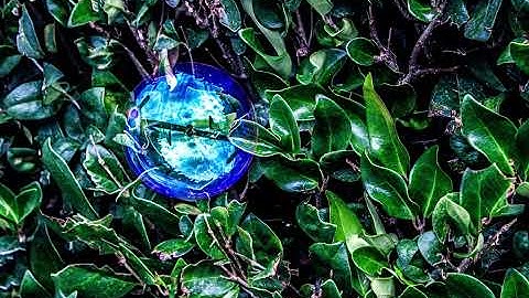 Societies Predilections