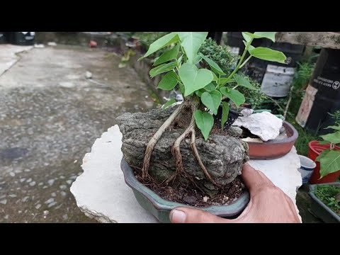Video CÁCH LÀM CÂY LÂM VỒ MINI SAO CHO ĐẸP - youtube
