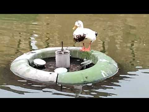 Duck Sitting on the Middle of Lake!