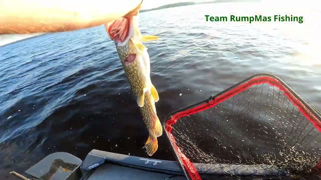 Gösfiske Bäsingen Team RumpMas