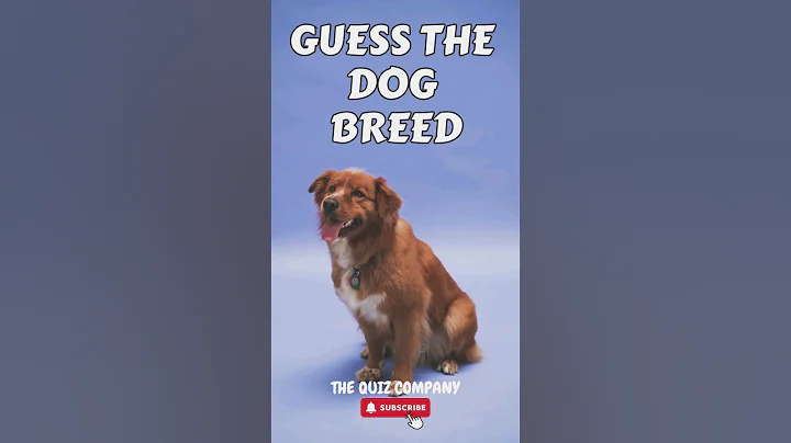 Can you get 10/10 DOG BREEDS correct?