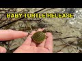 Baby Turtle Release (First Time Swimming)