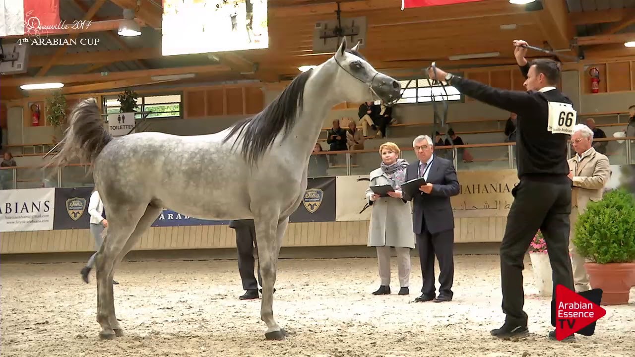 N.66 UL ALONSO - Deauville 2017 - Colts 2 years old (Class 7)