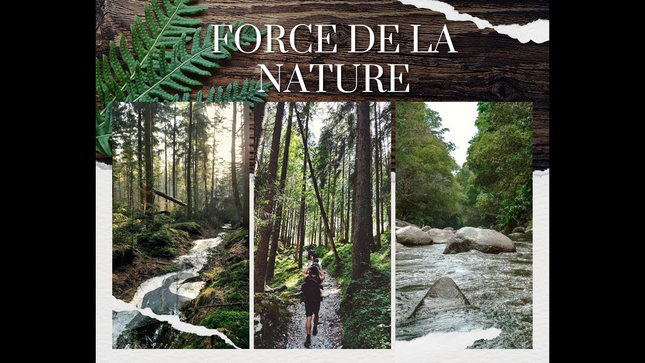 BRUITS DE LA NATURE, SONS DE LA NATURE, RELAXATION, CHANT D'OISEAUX ET